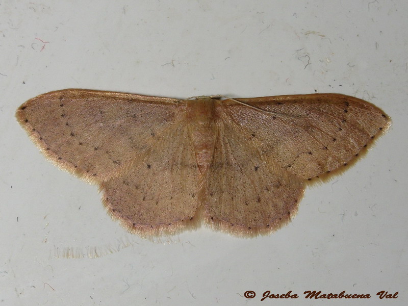 Idaea eugeniata, Geometridae